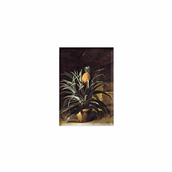 Magnet Jean-Baptiste Oudry - Ananas dans un pot, 1733