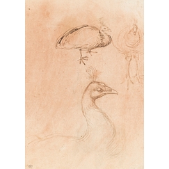 Carte postale Antonio Pisanello - Deux études de paons vus de face et de profil ; détail de la tête et du cou d'un paon vu de profil vers la droite